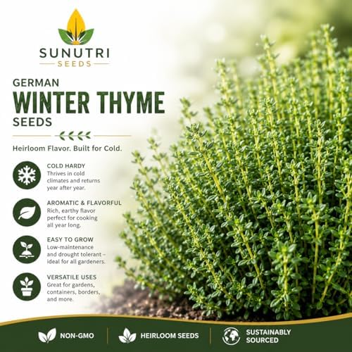 German Winter Thyme Seeds for Planting – Cold Hardy Perennial Herb Seeds, Non-GMO Heirloom Culinary Thyme for Gardens, Containers, Raised Beds & Kitchen Herbs, Great Fresh or Dried - Image 2