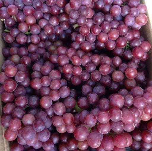 Red Flame Seedless Grape Vine Live Plants, Sweet Grapevine Plants Live for Planting, Climbing Grape Vine, 8-12 Inch Tall, No Pot - Image 4