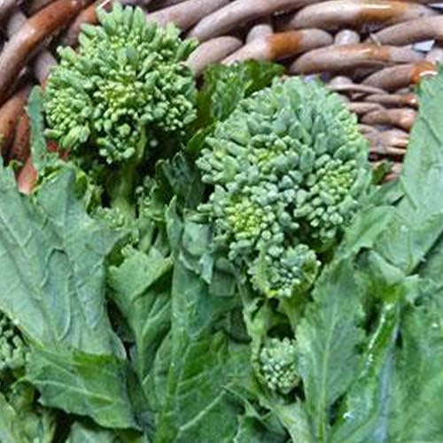 Sustainable Seed Co Spring Raab Rapini Broccoli Seeds 1 OZ ~9,000 Seeds by SustainableSeed