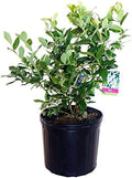 Vaccinium corymbosum 'Patriot' (HighBush Blueberry) Edible-Shrub, #3 - Size Container by GreenPromiseFarms