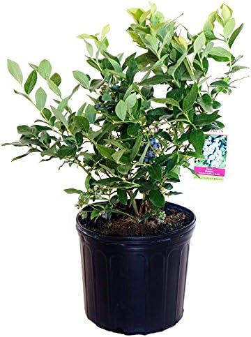 Vaccinium corymbosum 'Patriot' (HighBush Blueberry) Edible-Shrub, #3 - Size Container by GreenPromiseFarms