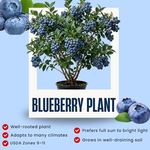 High Yield Blueberry Plant Live, Berry Bush, 1-2 Ft Tall, Gallon Pot - Image 2