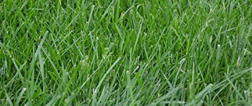 Kentucky 31 K31 Tall Fescue Grass Seed by Eretz - Choose Size! State Certified, No fillers, No Weed or Other Crop Seeds (10lbs) - Image 5