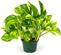 Golden Pothos Live Plant - 4 Inch Pot Classic Indoor Vine by NYCitySucculents