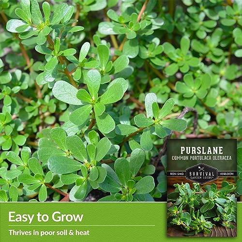 Purslane Seeds for Planting, Verdolagas - 1 Pack - Image 3