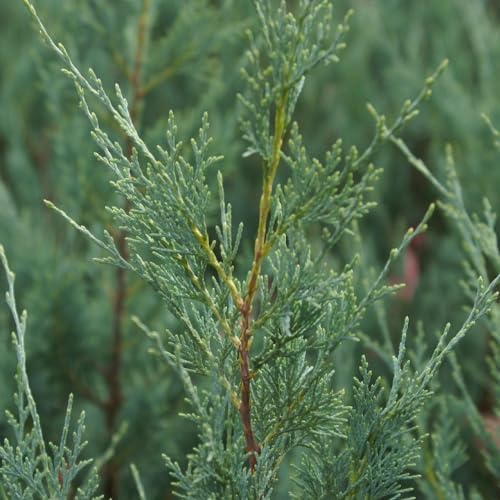 Brighter Blooms Juniper 'Wichita Blue' Tree, 1-2 ft. - Image 2