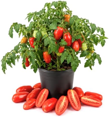 Red Tomato Live Plant, Vegetable Seedling, 4-7 Inch Tall, 4 Inch Pot by HILROQG
