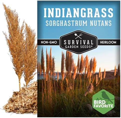 Indiangrass Seeds for Planting, Sorghastrum nutans - 1 Pack - Image 5