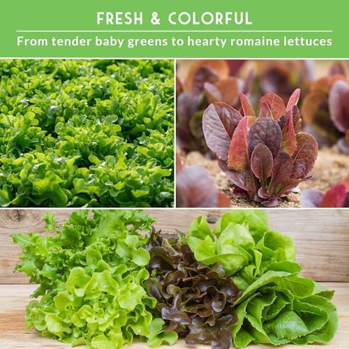 Lettuce Seeds for Planting | 10 Heirloom Lettuces Collection - Image 5