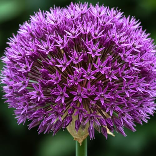 10 Dark Purple Allium Bulbs Blooming Onion Flowering Perennial Garden Flower by CZGrain