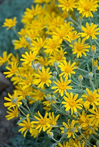 Oregon Sunshine Flower Seeds, Yellow Blooms, (Woolly Sunflower) Eriophyllum Lanatum, Drought-Tolerant Perennial, 1000 Seeds - Image 2