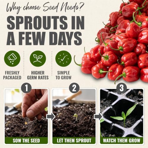 Seed Needs Red Habanero Hot Pepper Seeds to Plant Vegetables - 2 Packs - Image 5