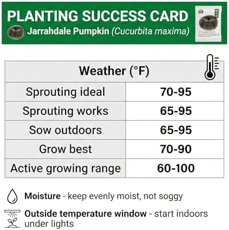 25 Jarrahdale Pumpkin Seeds for Planting - Heirloom Blue-Grey Pumpkin, Non-GMO, USA Grown - Cucurbita Maxima for Pies, Soups, Roasting & Fall Decor - Image 5