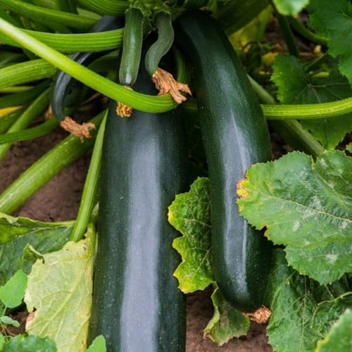 Black Beauty Zucchini Seeds - 1/2 Pound ~ 1700+ Count - for 2026 Planting AAS Winner Dark Green Summer Squash Courgette Bush Garden Vegetable Fresh Grow Your Own Home Farm Patio by TomorrowSeeds