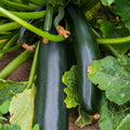 Black Beauty Zucchini Seeds - 1/2 Pound ~ 1700+ Count - for 2026 Planting AAS Winner Dark Green Summer Squash Courgette Bush Garden Vegetable Fresh Grow Your Own Home Farm Patio by TomorrowSeeds