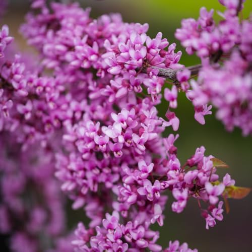 Eastern Redbud Tree for Planting in Quart Pot, 6-10 Inch Tall, Sturdy Cold Hardy Ornamental Plant with Pink Spring Blooms, Low Maintenance Landscape Tree with Heart-Shaped Foliage - Image 5