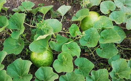 Bushel Gourd Seeds - 60+ Count - for 2026 Planting Hard-Shelled Ornamental Gourds Lagenaria Siceria Basketball Basket Bowl Carving African Squash Grow Your Own Home Farm Patio Healthy - Image 3
