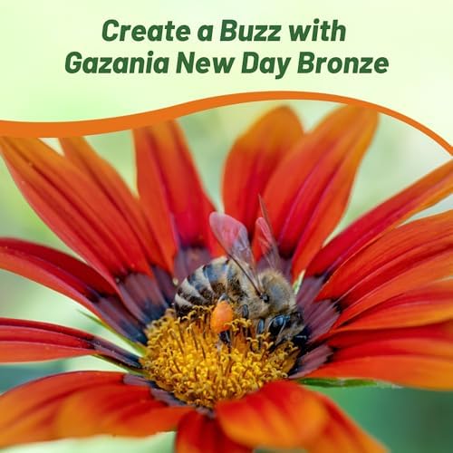 Outsidepride New Day Bronze Gazania Seeds for Planting – 25 Pcs Perennial, Low-Maintenance, Drought-Tolerant Ground Cover Seeds for Vibrant Summer & Fall Flowers, Great for Outdoor Gardens - Image 5