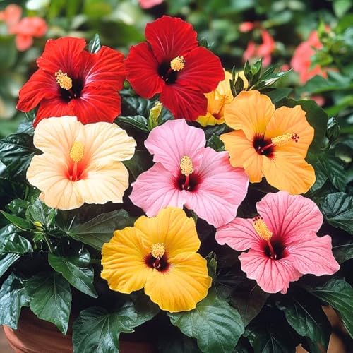 3 Mixed Hardy Hibiscus Plants Live, Flowering Shrub, 4-7 Inch Tall - Image 5