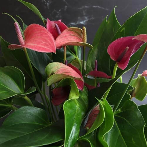 Purple Anthurium Live Plant (Approx. 8-11" Tall), Real Flowers/Unique House Plants in 4" Nursery Pot, Floral Desk Plant, Air Purifying Plants & Cool Gifts for Plant Lovers by Plants for Pets - Image 7
