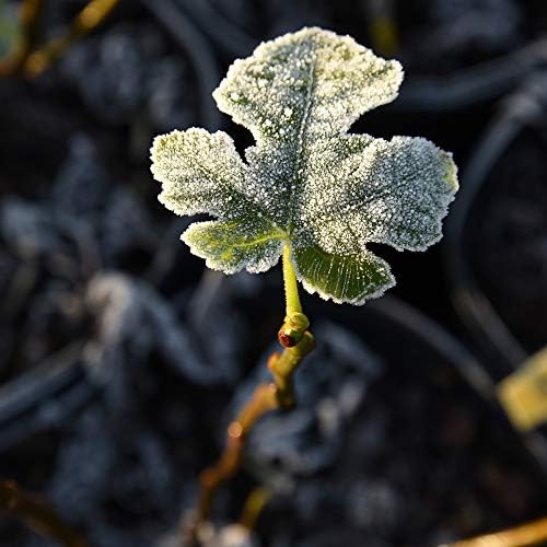 Perfect Plants Chicago Hardy Fig Tree, 3 Gallon, Live Plant - Image 3