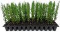 Italian Cypress | 3 Live Trees | Cupressus sempervirens | Narrow Evergreen Plants | Tall Privacy Landscaping | Upright Ornamental Outdoor Plant by FloridaFoliage
