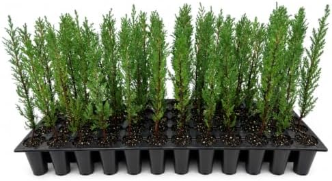 Italian Cypress | 40 Live Trees | Cupressus sempervirens | Narrow Evergreen Plants | Tall Privacy Landscaping | Upright Ornamental Outdoor Plant by FloridaFoliage