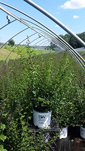 Proven Winners - Syringa x Bloomerang Dark Purple (Reblooming Lilac) Shrub, dark purple flowers, #2 - Size Container - Image 4