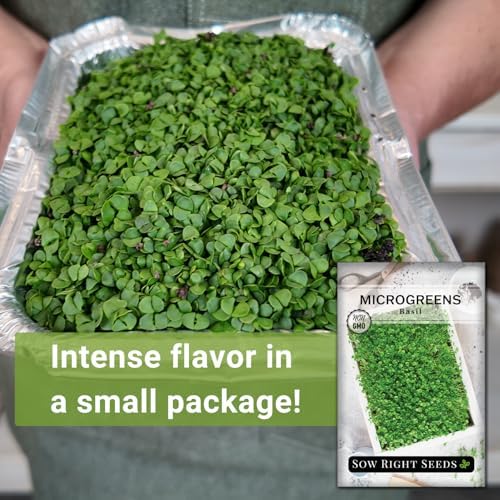 Sow Right Seeds - Basil Microgreen Seed for Growing Sweet Micro Greens - Image 3