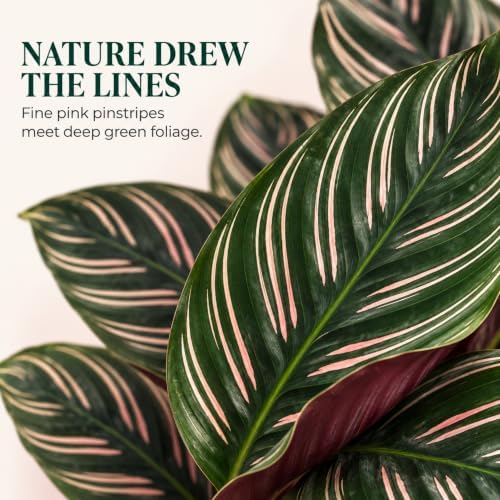 Calathea Ornata Live Plant, 2 Inch Pet Safe Indoor Houseplant - Image 3