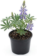 Wild Lupine Live Plant, 6-8" Tall in 6" Pot, Grow Robust, Easy to Care Vibrant Blue Flowers for Pollinator Gardens by GINGERGLOW