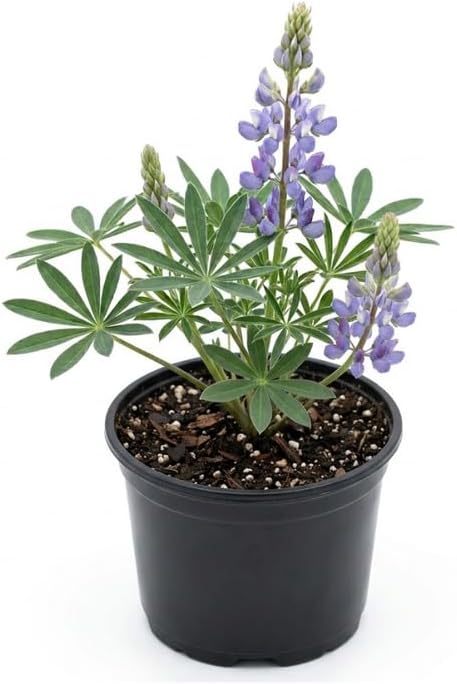 Wild Lupine Live Plant, 6-8" Tall in 6" Pot, Grow Robust, Easy to Care Vibrant Blue Flowers for Pollinator Gardens by GINGERGLOW