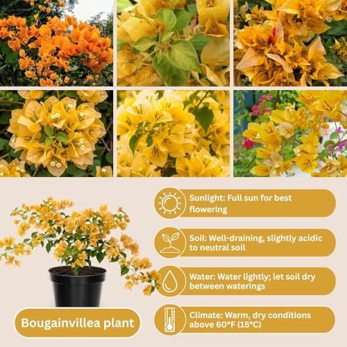 Set 2 Gold Bougainvillea Live Plant 5-7 Inch Tall - Image 2