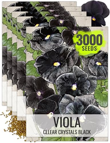 Seed Needs Black Pansy Seeds to Plant a Gothic Butterfly Garden 5 Packs by SeedNeeds