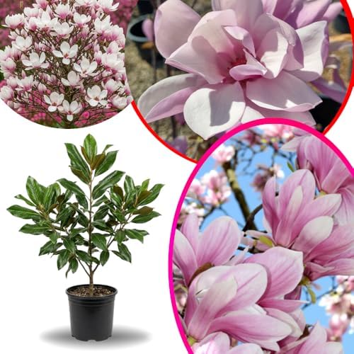Jane Magnolia Live Plant, Ornamental Tree, 6-12 Inch Tall, 2.5 Inch Pot - Image 4