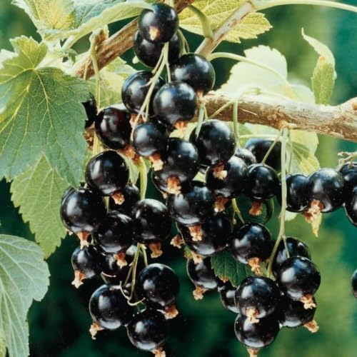 Black Currant Bush Live Plant, Hardy Fruiting Berry Bushes, 1 Year Old - Image 2