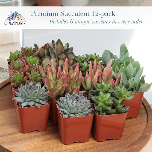 Altman Plants Deluxe Live Succulents (12 Pack), 6 Unique Varieties in Sets of 2, Assorted Colors & Shapes, Easy Plant Care, 2 in Pots - Image 2