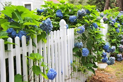 100+ Mix Hydrangea Seeds for Planting Macrophylla Giant Snowball Bonsai Hydrangea Fast Growing Shrub - Image 3