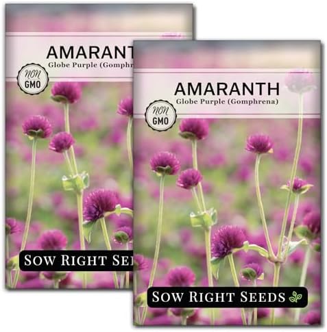 Sow Right Seeds - Purple Globe Amaranth Seed for Planting Gomphrena 2pk by SowRightSeeds