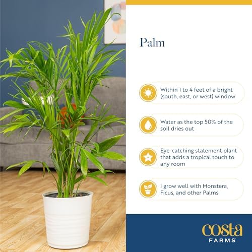 Costa Farms Majesty Palm, Live Indoor Plant, Tropical Decor, Air Purifying - Image 5