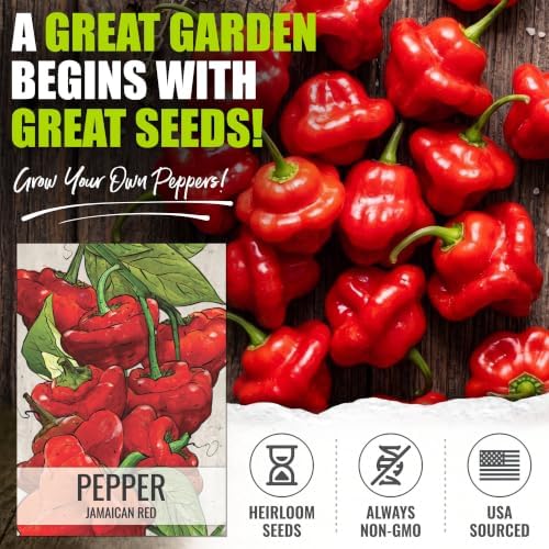 Seed Needs Jamaican Red Hot Pepper Seeds to Plant Vegetables - 20 Packs - Image 2
