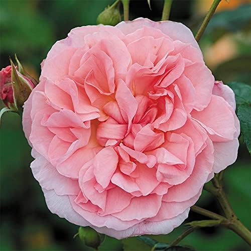 Heirloom English Climbing Roses, Live Own Root Plant, Strawberry Hill® - Image 2