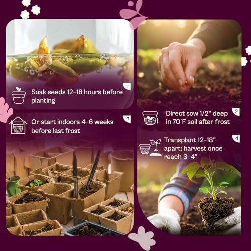 SVI 250 Clemson Spineless 80 Okra Seeds (Abelmoschus esculentus) – Clemson Spineless Okra Seed Packets, Heavy Yields – Heirloom Vegetable Seeds in Outdoor Vegetable Garden - Image 5