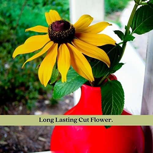 Clovers Garden Black Eyed Susan (Rudeckia) Plants – Two (2) Live Plants – Non-GMO - Not Seeds - Each 4" to 8" Tall – in 4" Inch Pots – Hardy Flowering Perennial, Pollinator Favorite - Image 6