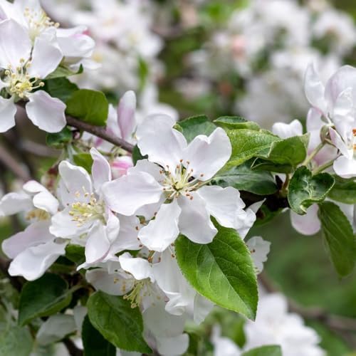 Anna Apple Tree, 1 Gallon Live Nursery Pot, Fruiting Tree| Arbor Day Foundation (Due to Agricultural Laws, Unavailable to CA, AZ, WA) - Image 5