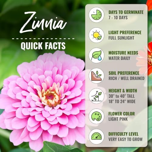 Seed Needs Luminosa Zinnia Seeds to Plant Cut Flowers - 20 Packs - Image 4