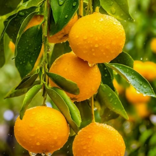 Bonsai Fruit Tree Mix Seeds for Planting, Lemon 40, Apple 42, Cherry 20, Orange 40, Blueberry 20 Seeds, 5 Variety Fruit Tree Seed for Home Bonsai Outdoor, Heirloom Non-GMO - Image 7