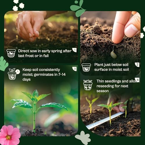 SVI 5000 Forget Me Not Seeds (Myosotis sylvatica) – Forget Me Not Flowers, Blue Wildflower Seed Packets Bulk – Heirloom Flower Seeds for Flower Garden, Outdoor Garden Borders & Ground Cover - Image 4