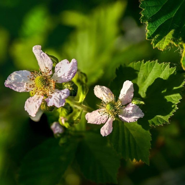 Ouachita BlackBerry Live Plant (5-9" Tall) – Thornless Sweet Berry Bush – Zones 6-9 – Upright Rubus Starter for Patio Containers or Gardens – Disease Resistant & High Yield - Image 6