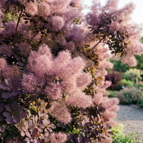 2 Purple Smoke Tree Plants Live, 6-12 Inch Tall in 4" Pot, Royal Purple Foliage Ornamental Shrub, Cold-Hardy Decorative Plant for Sun - Image 6